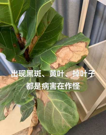 琴叶榕叶子为什么变黑 琴叶榕叶子发黑怎么办
