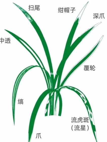 排龄阶段兰草怎么养护 兰花 有一品荷品种 怎么养啊