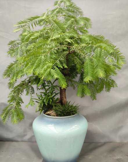 水杉适合什么季节种植 水杉如何种植!