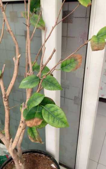 茶花怎么种为什么叶黄 茶花叶子发黄枯萎怎么回事