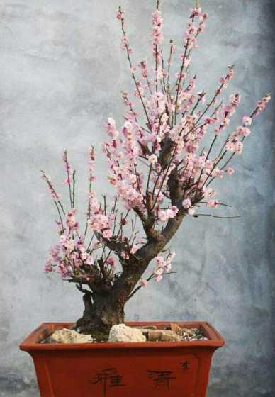 梅花为什么很少做造型 中国梅花盆景造型有哪些艺术流派