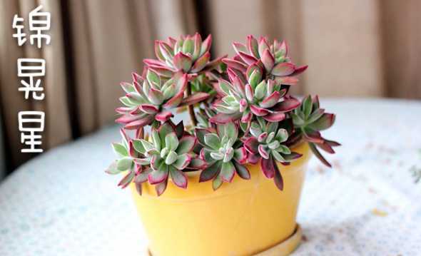 什么多肉植物繁殖最快 用什么样的方式可以让多肉能够繁殖的更多