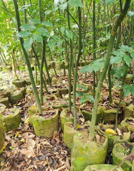 地苗和袋苗有什么区别 什么叫地苗、袋苗、假植苗
