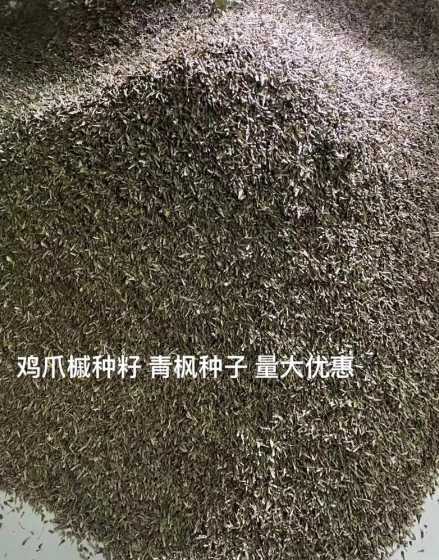 鸡爪槭种子一斤多少粒 种植鸡爪槭每亩要多少种子和相关的种植技术