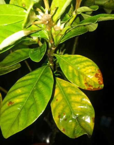 栀子花有黄叶子怎么办 栀子花叶子发黄怎么办