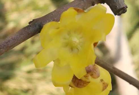 腊梅的花心是什么颜色 梅花都有什么颜色的