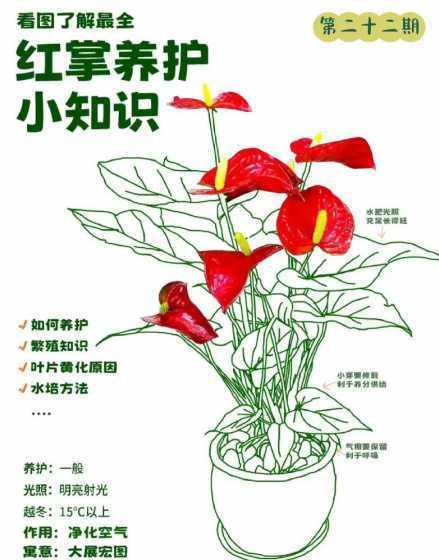 红掌植物怎么养殖方法 红掌怎么养 红掌花怎么养
