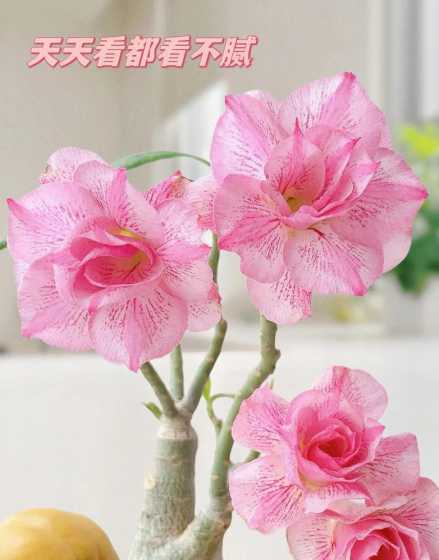 沙漠玫瑰的寓意是什么 沙漠玫瑰的寓意和象征风水