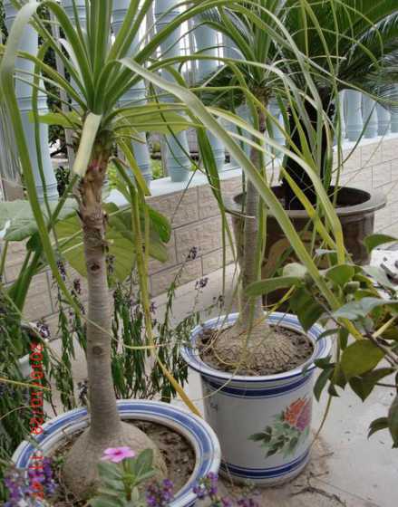 酒瓶兰什么时间移栽好 酒瓶兰的花语和象征意义