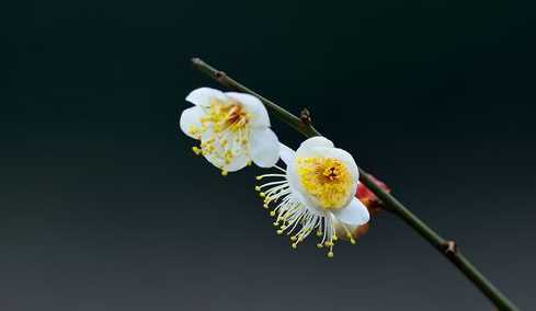 梅花是什么样子的梅花 梅花一年四季分别是什么样子