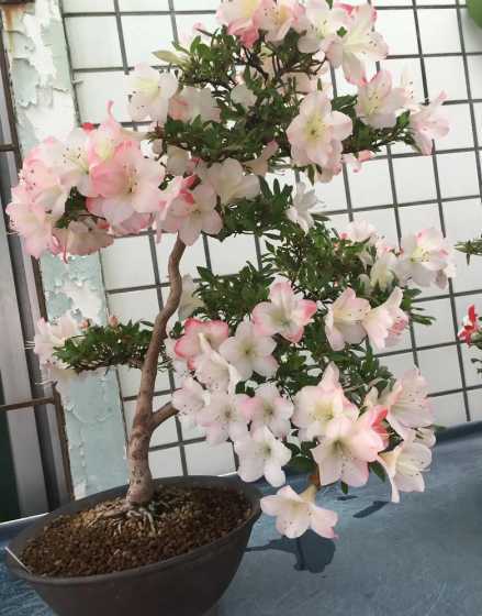 皋月杜鹃什么时侯开花 皋月杜鹃几年才能开花
