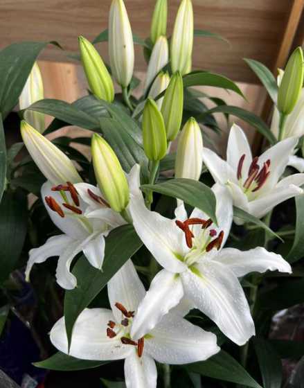 百合花花期过后怎么养 百合花开完后怎么养