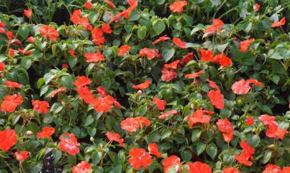 非洲凤仙容易长什么虫 非洲凤仙花有毒吗