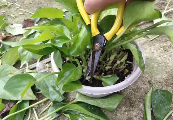 不让绿萝垂下怎么修剪 家中绿萝盆栽不长枝叶怎么办