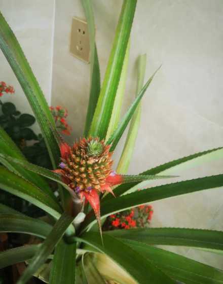 菠萝叶子怎么种植方法 菠萝叶子怎么种水培需要多久