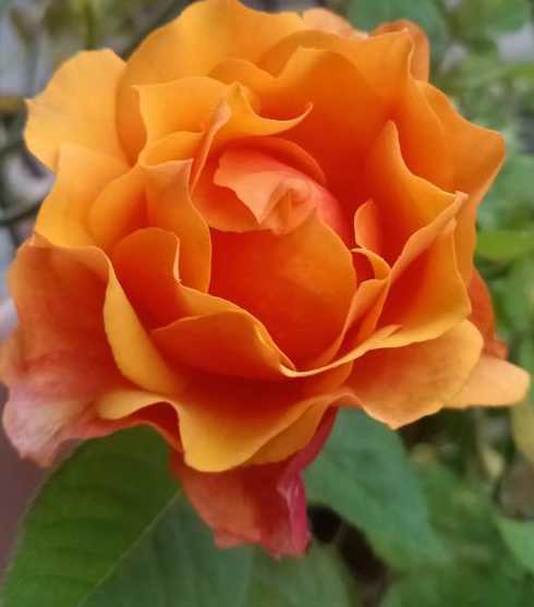 月季花长太高了怎么办 怎样使月季花苗别长太高