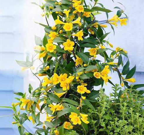 别墅都种哪些藤本植物 别墅庭院树种