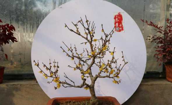 腊梅树能开花的多少钱 我的腊梅树栽了两年了还没开花,请问是什么原因
