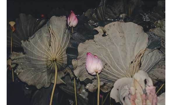 荷花晚上是什么样子的 晚上的荷花是什么样子的