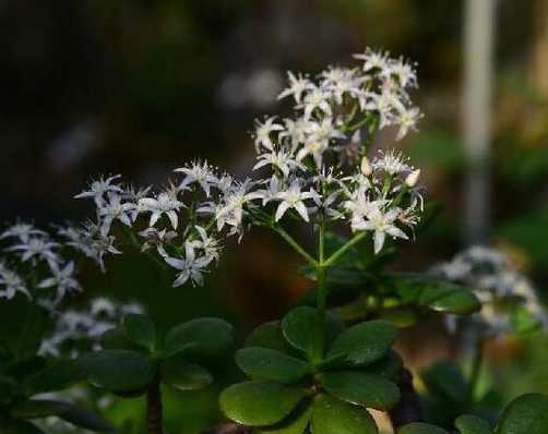 燕子掌属于什么植物科 这是什么植物,怎么养