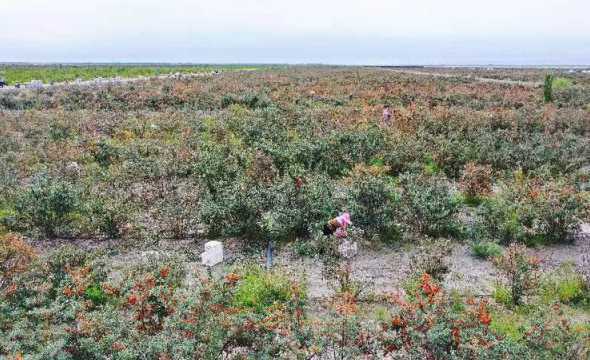 沙棘实应什么土地种植 如何进行科学种植沙棘有没有什么好方法