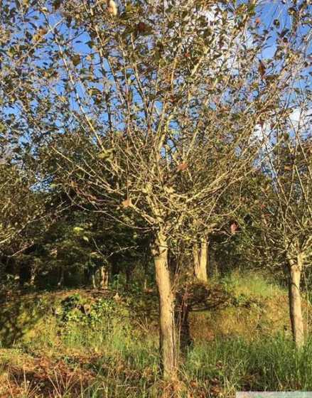 4公分垂丝海棠多少钱 一棵杨树植多少钱