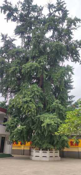 陕西种什么风景树前景 现在种植什么风景树有前景