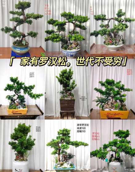 罗汉松盆景冬天怎么养 罗汉松在北方怎么过冬
