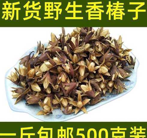 香椿树种子多少钱一斤 香椿在市场上卖得很贵,每亩的利润有多少呢