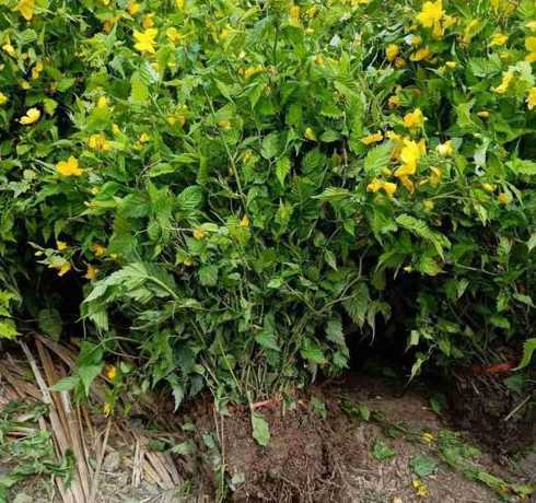 棣棠一平方米种多少株 棣棠和海棠是同种花属吗