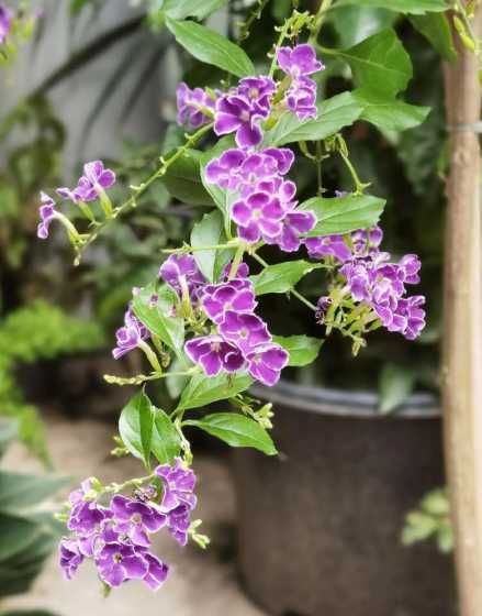 假连翘与什么植物搭配 假连翘植物生理