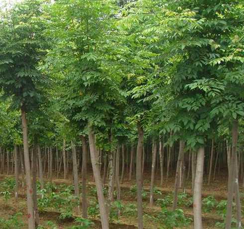 收白蜡树苗多少钱一颗 亩种植白蜡树苗多少棵