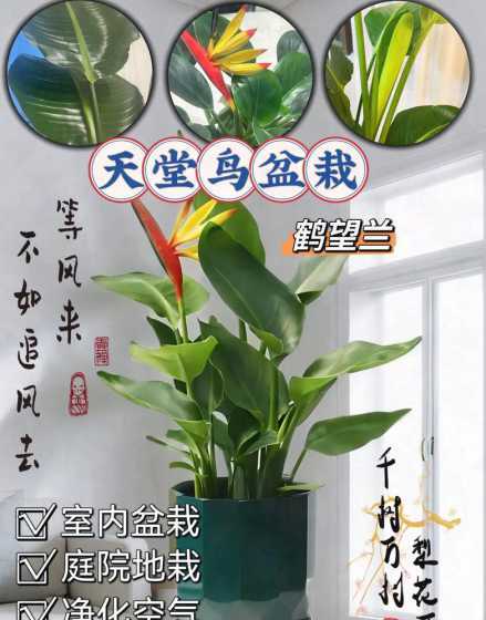 天堂鸟鹤望兰怎么养殖 鹤望兰(极乐鸟花,天堂鸟)的养殖方法