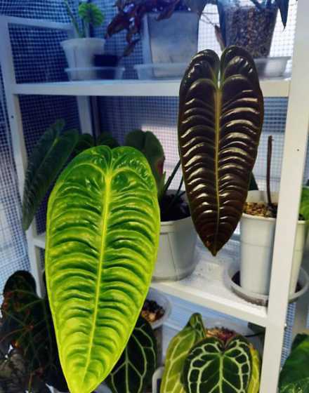 火鹤冬天怎么养殖方法 红掌的养殖方法和注意事项