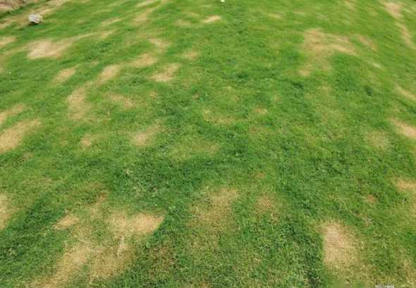 冷季型草坪品种有哪些 冷季型草坪有哪些