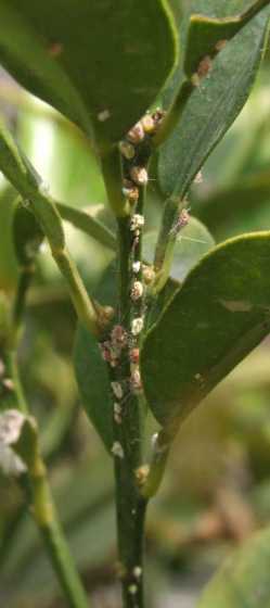 金桔树为什么会生虫子 家里金桔树老是有这个虫子,请鉴定一下是什么虫,怎么驱虫