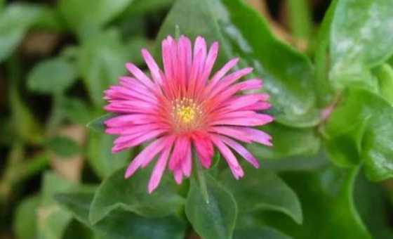 穿心莲的花是怎么样的 穿心莲花朵是什么颜色