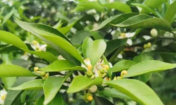 盆栽桔子怎么疏花疏果 盆栽橘子去年结了很多,今年怎么不开花不结果