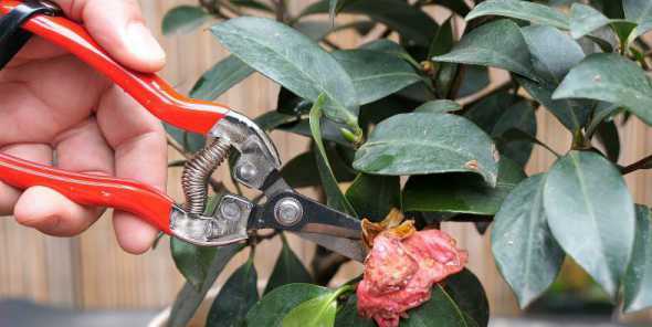 茶花花掉后怎么样修剪 茶花9月份烂根修剪后怎么养护