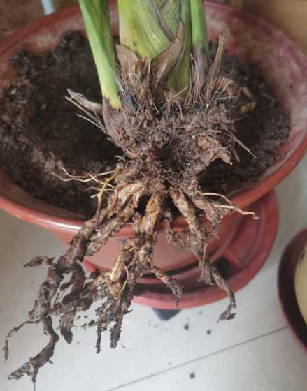 烂根时候叶子会怎么样 土豆烂根叶子黄怎么办