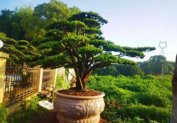 湖南造型罗汉松哪里有 罗汉松,罗汉松小苗,罗汉松造型树哪里有