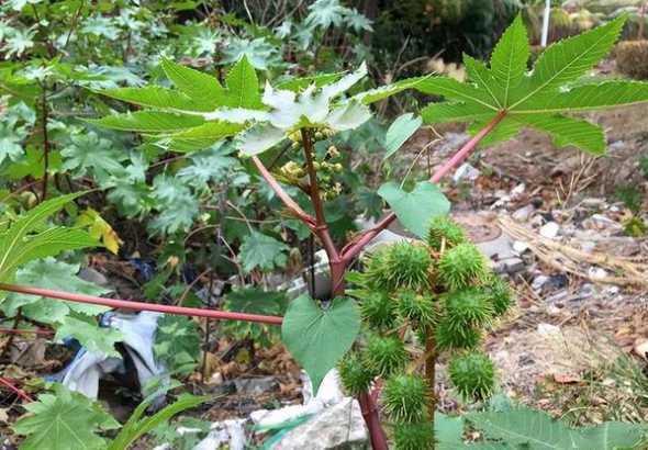 山西的蓖麻价格是多少 你那边有收蓖麻子的多少钱一公斤