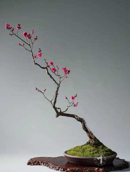 梅花盆景夏天怎么养殖 梅花夏天怎么养