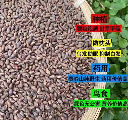 侧伯种子多少天能发芽 香菜种子几天能发芽出苗