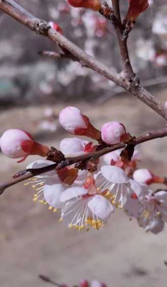 现在杏花开有什么寓意 杏花的寓意是什么