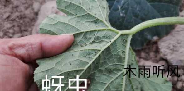 长过蚜虫的地怎么处理 土壤生虫如何处理