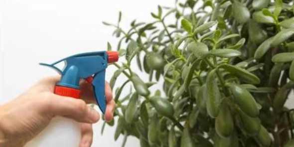 磷酸二氢钾浇花怎么用 怎样用磷酸二氢钾给花施肥
