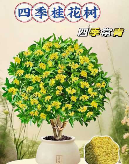 桂花在什么季节开花的 桂花是什么季节开的