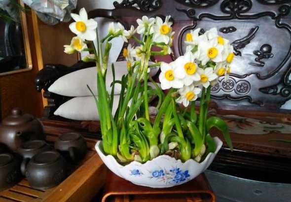 水仙适合养在什么地方 水仙花能养在室内吗