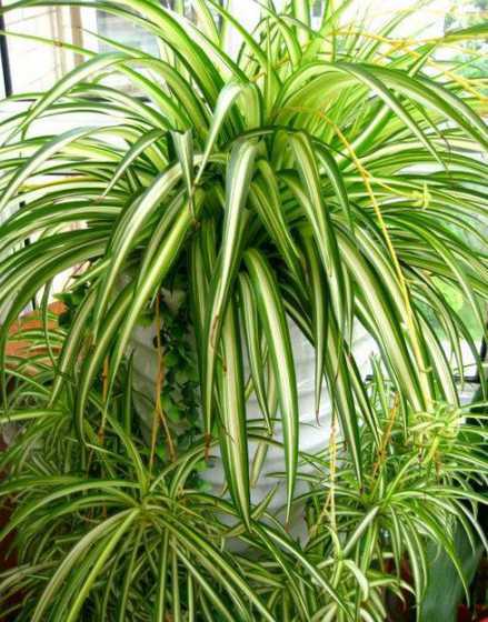 比较耐养的花草室内植物 室内植物有哪些好养(十种适合室内养的植物)